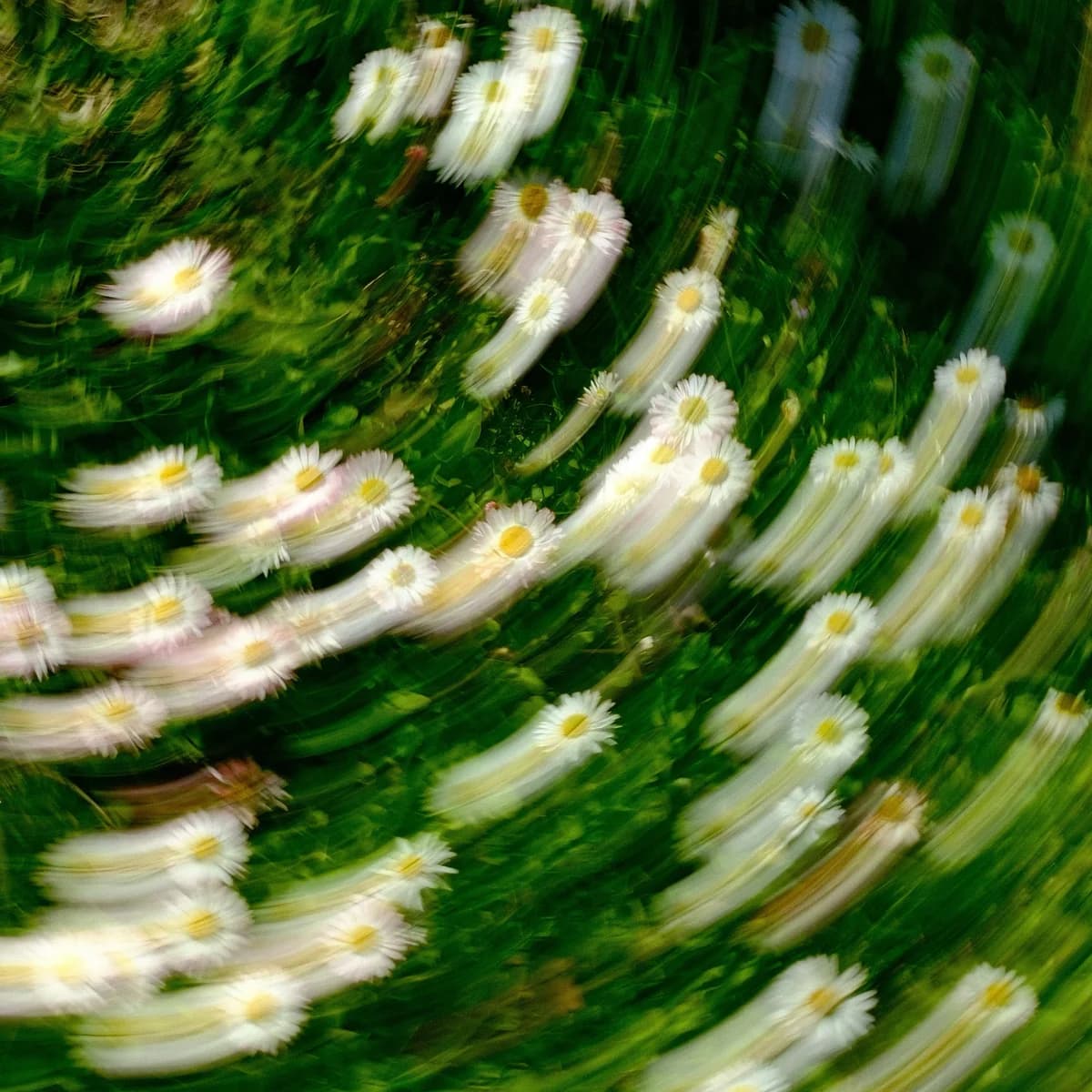 White daisies traced into arcs by camera movement.