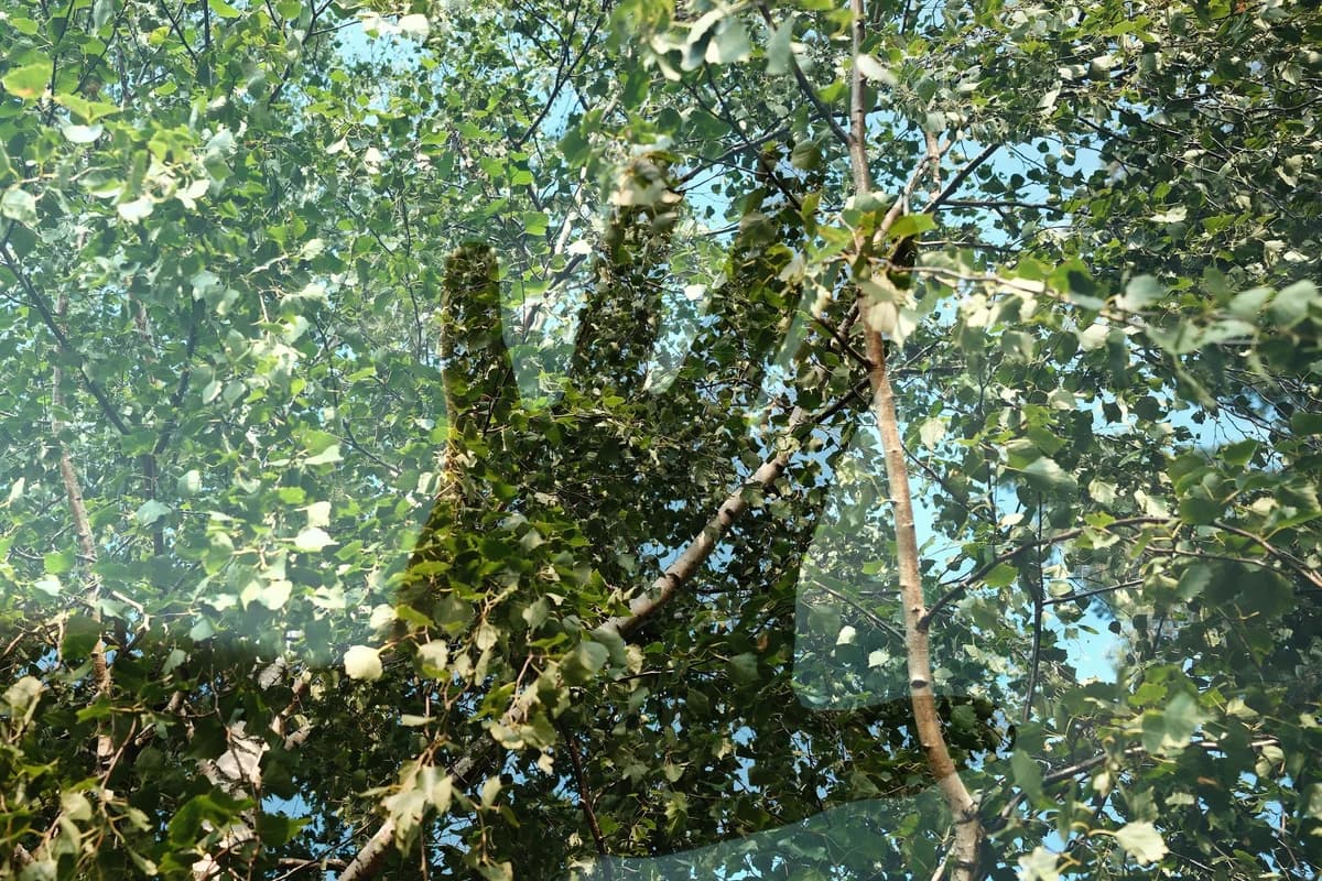 Sunlit leaves layered with the reflection of a hand.