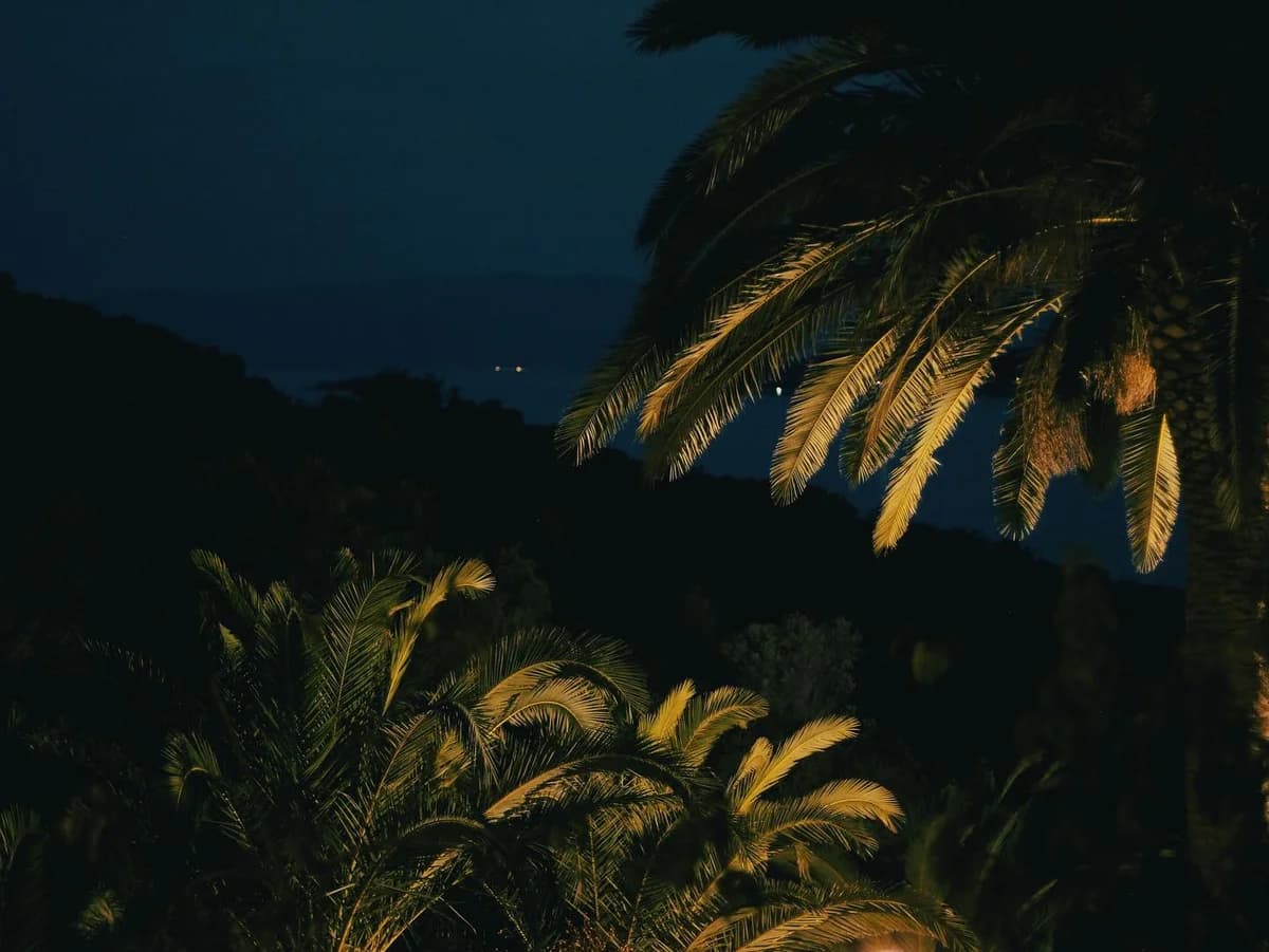 Palm fronds lit against the dark sea in Greece.